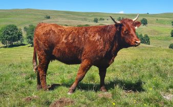 vache de Salers