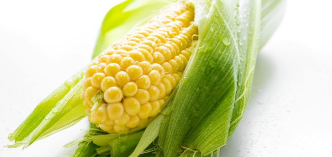 Gros plan détaillé d'une oreille fraîche de maïs avec des gouttelettes d'eau, présentant des grains jaunes vibrants et des coques vertes.