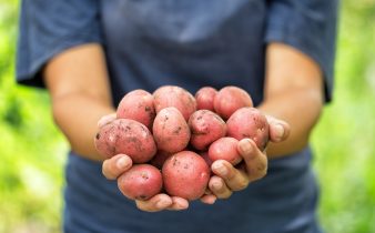 Récoltez les pommes de terre rouges entre les mains d'une femme fermier.
