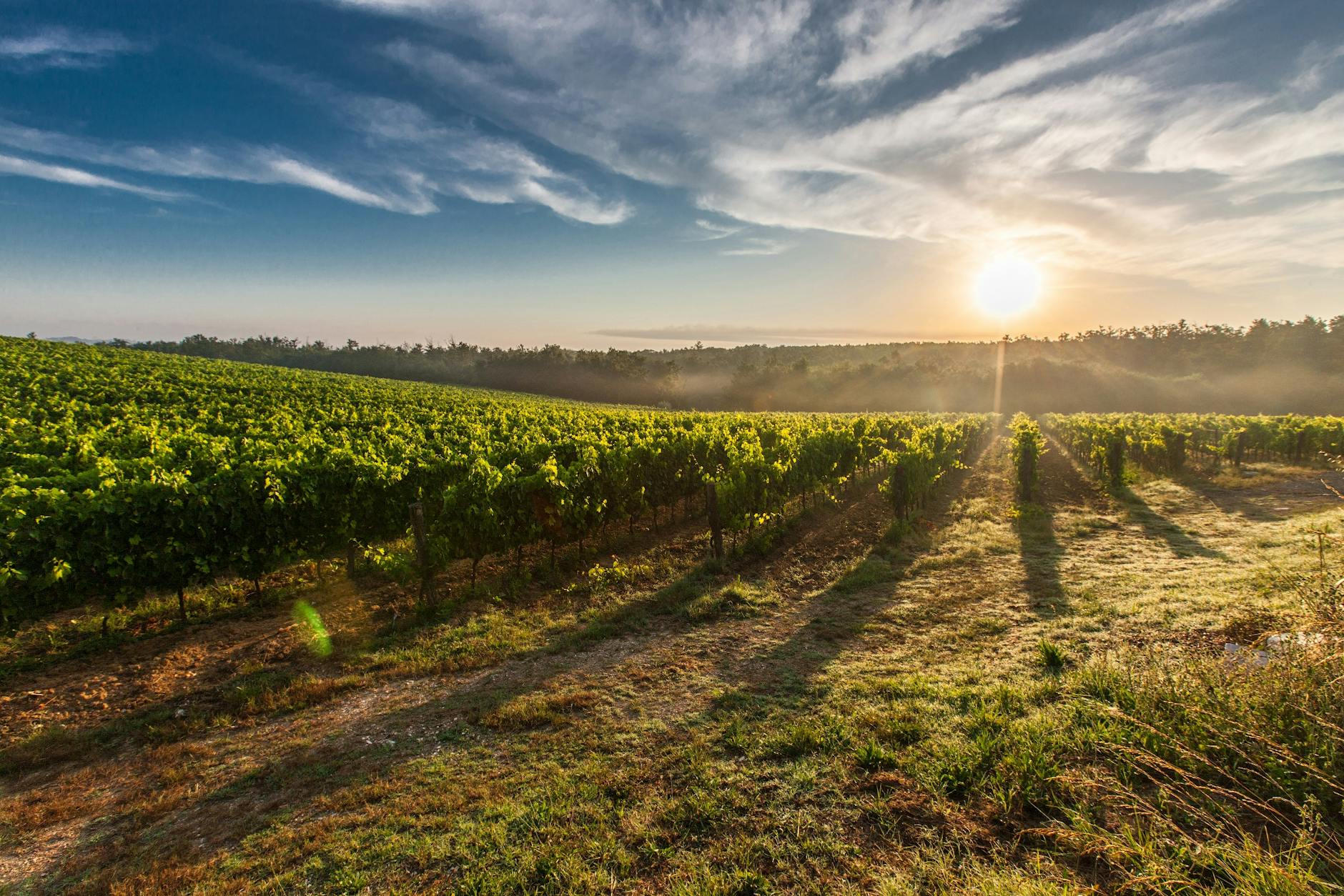 Une vue à couper le souffle d'un vignoble en Toscane avec le soleil se levant, jetant de longues ombres.